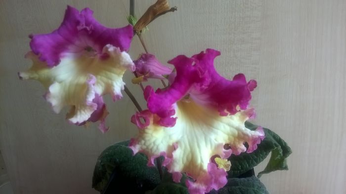 WP_20160511_12_15_54_Pro - Streptocarpusi 2016