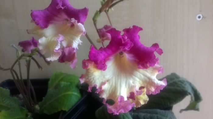 WP_20160511_12_17_20_Pro - Streptocarpusi 2016