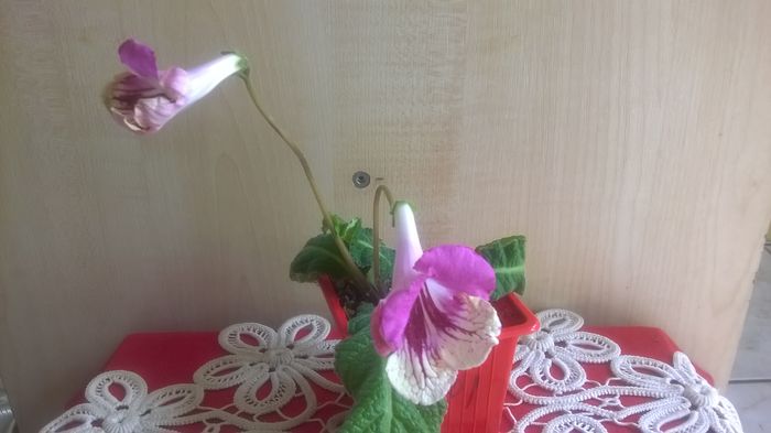 WP_20160511_12_18_56_Pro - Streptocarpusi 2016