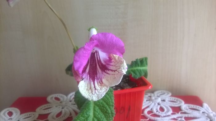 WP_20160511_12_19_03_Pro - Streptocarpusi 2016