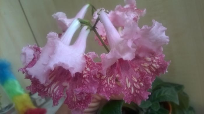 WP_20160511_12_22_28_Pro - Streptocarpusi 2016