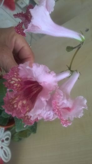 WP_20160511_12_22_39_Pro - Streptocarpusi 2016