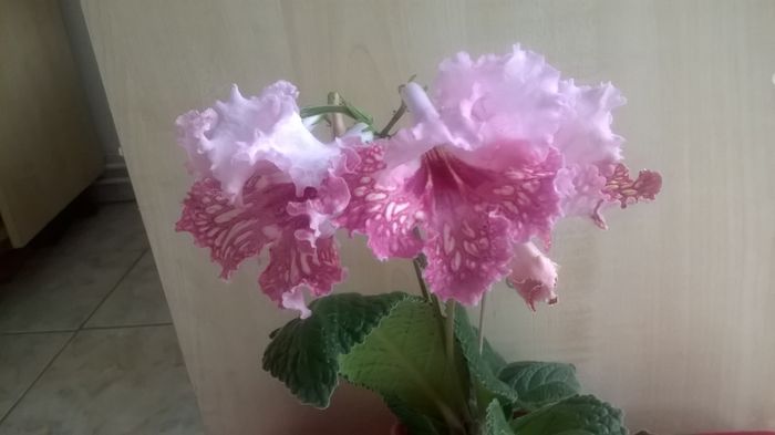 WP_20160515_18_57_41_Pro - Streptocarpusi 2016