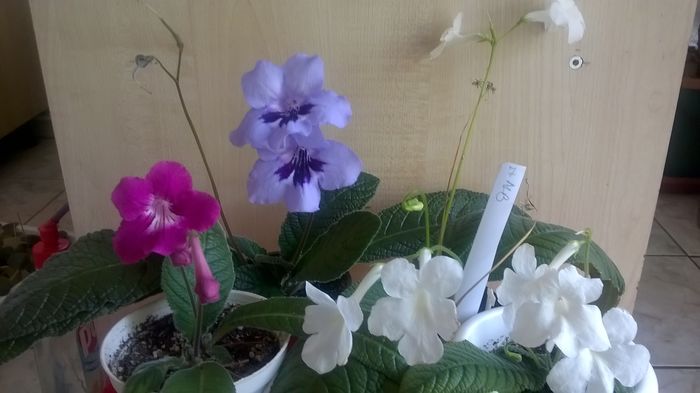 WP_20160520_15_44_50_Pro - Streptocarpusi 2016