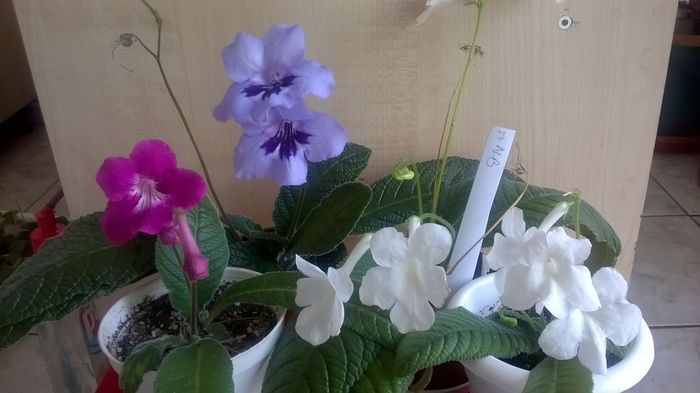 WP_20160520_15_44_53_Pro - Streptocarpusi 2016