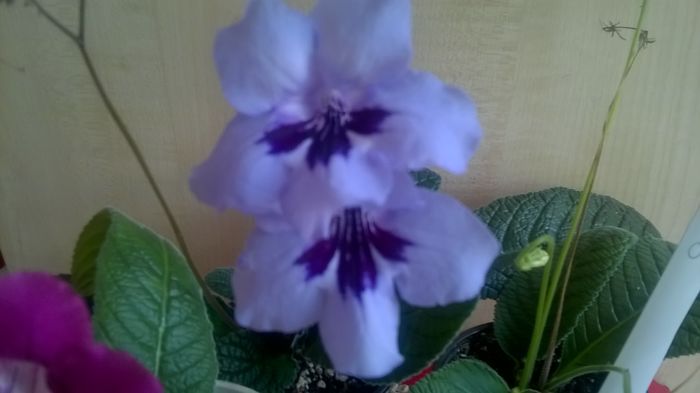 WP_20160520_15_44_59_Pro - Streptocarpusi 2016