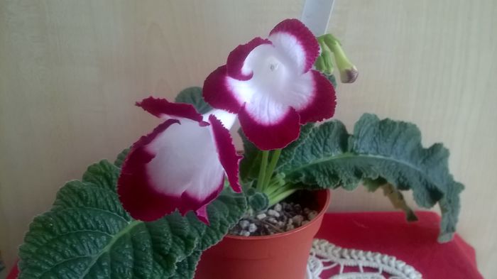 WP_20160520_15_46_37_Pro - Streptocarpusi 2016