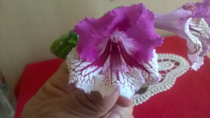 WP_20160520_15_47_26_Pro - Streptocarpusi 2016