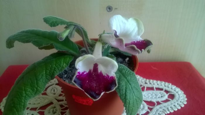 WP_20160520_15_47_40_Pro - Streptocarpusi 2016