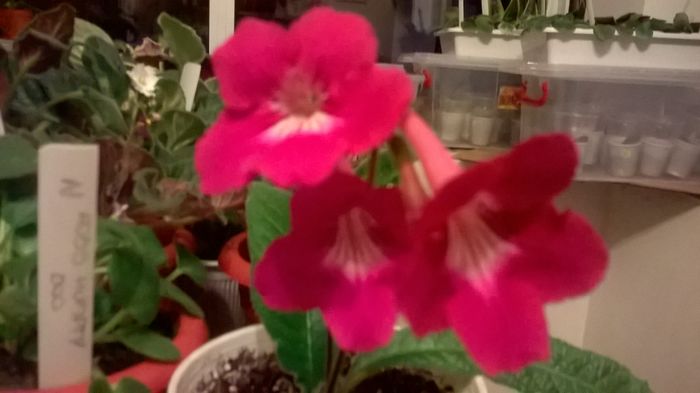 WP_20160522_21_16_52_Pro - Streptocarpusi 2016