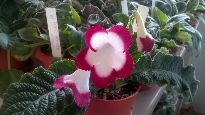 WP_20160523_06_31_19_Pro - Streptocarpusi 2016