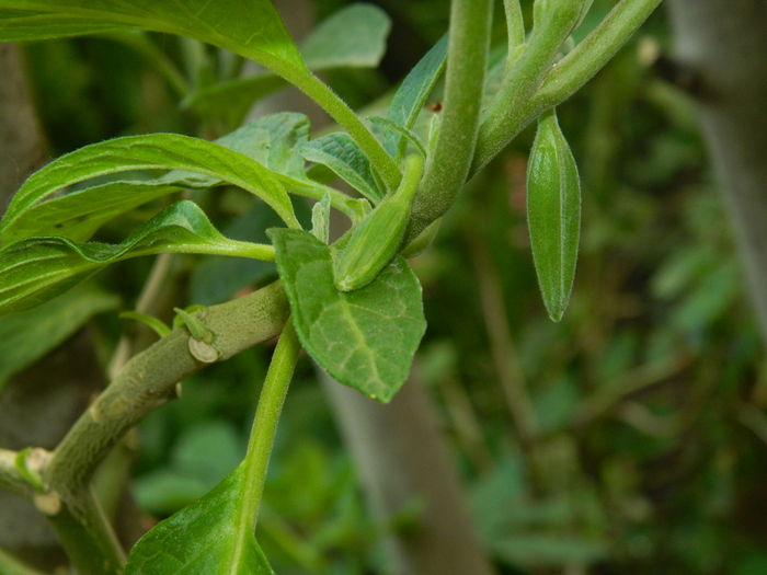 DSCN7690 - 2016 BRUGMANSII_CLEMATITE_HORTENSII