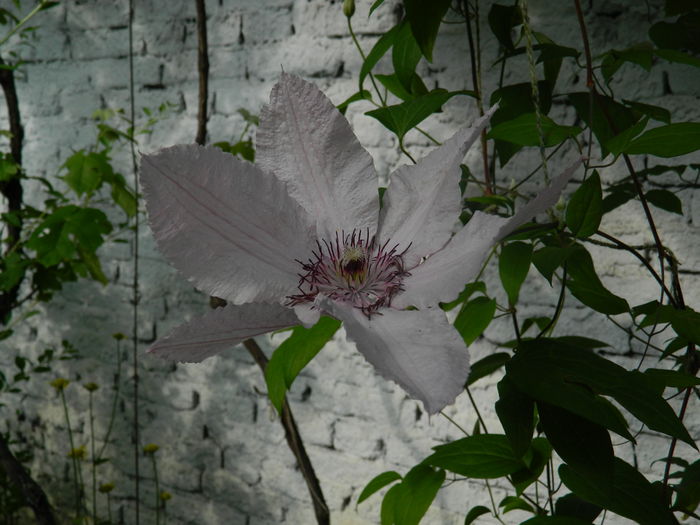 DSCN8310 - 2016 BRUGMANSII_CLEMATITE_HORTENSII