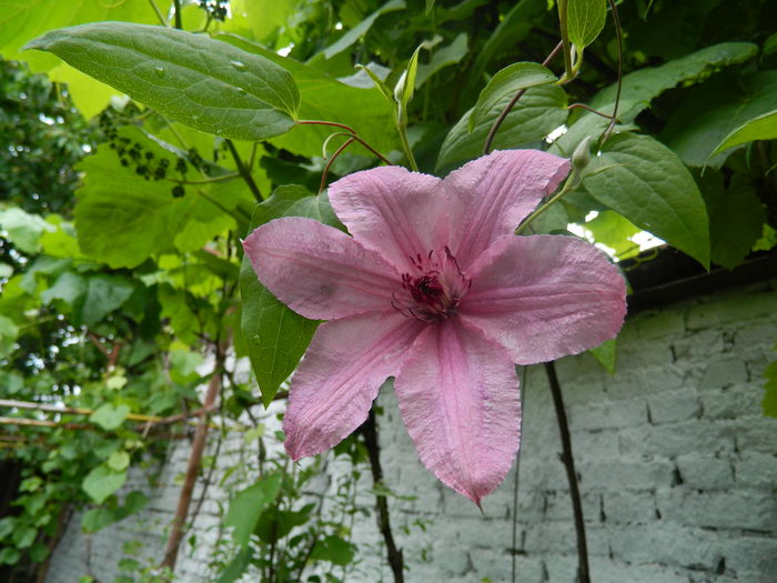DSCN8560 - 2016 BRUGMANSII_CLEMATITE_HORTENSII
