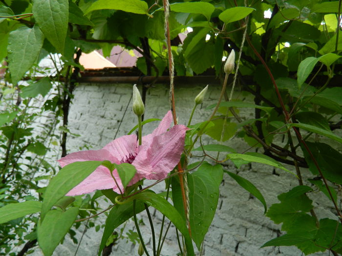 DSCN8561 - 2016 BRUGMANSII_CLEMATITE_HORTENSII