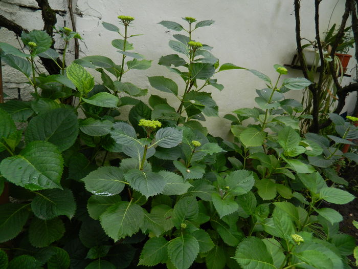 DSCN8774 - 2016 BRUGMANSII_CLEMATITE_HORTENSII