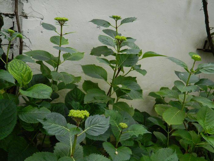 DSCN8775 - 2016 BRUGMANSII_CLEMATITE_HORTENSII