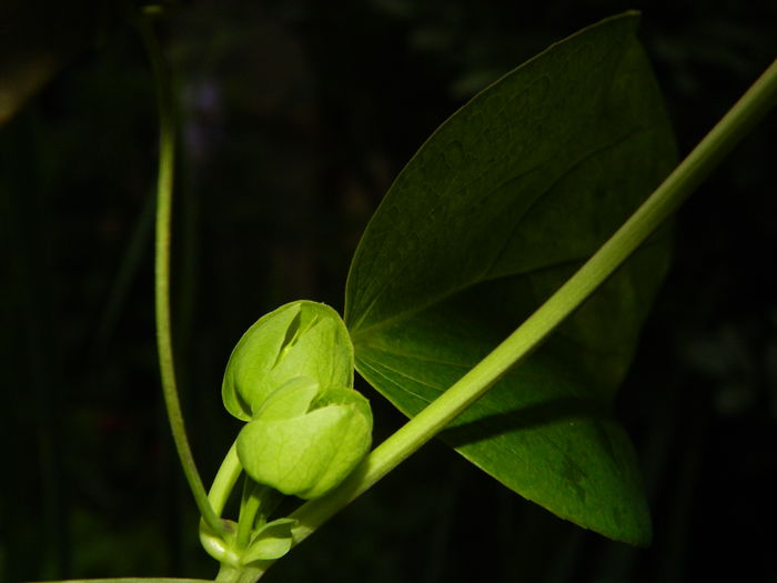 DSCN8785 passiflora - 2016 BRUGMANSII_CLEMATITE_HORTENSII