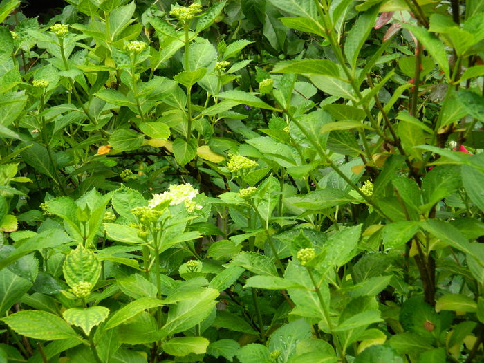 DSCN8868 - 2016 BRUGMANSII_CLEMATITE_HORTENSII