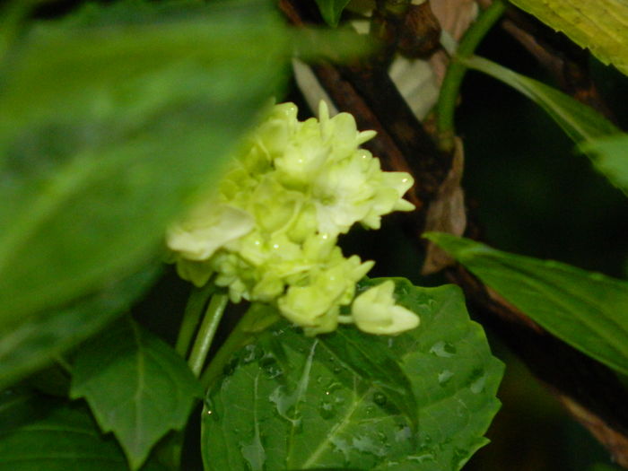 DSCN8869 - 2016 BRUGMANSII_CLEMATITE_HORTENSII
