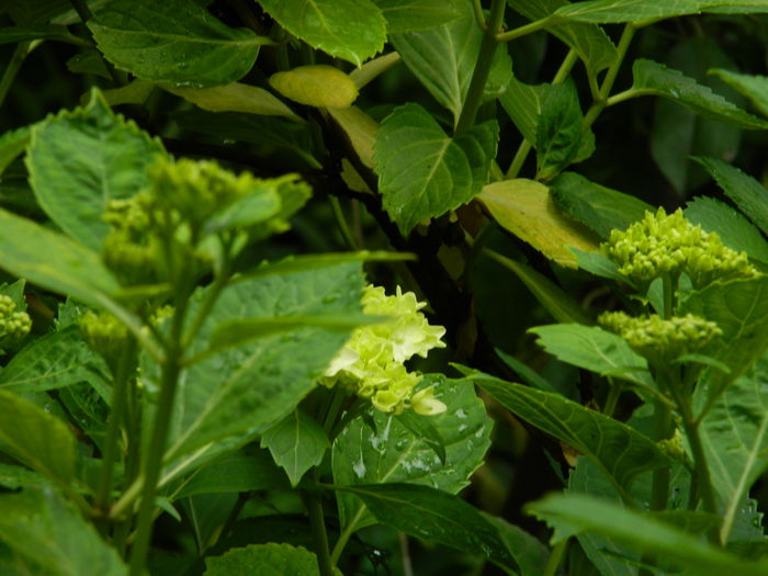 DSCN8871 - 2016 BRUGMANSII_CLEMATITE_HORTENSII