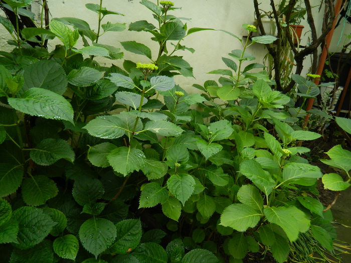 DSCN8912 - 2016 BRUGMANSII_CLEMATITE_HORTENSII