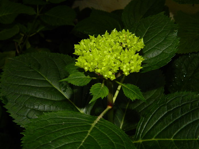 DSCN8914 - 2016 BRUGMANSII_CLEMATITE_HORTENSII