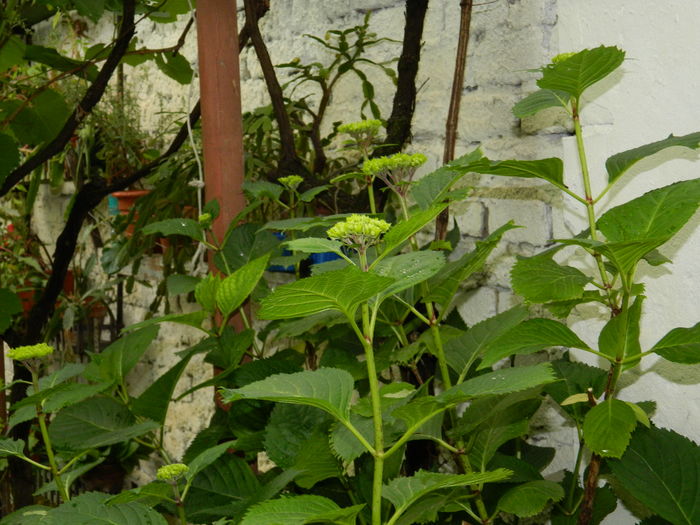 DSCN8916 - 2016 BRUGMANSII_CLEMATITE_HORTENSII