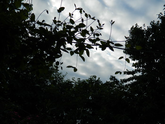 DSCN9051 - 2016 BRUGMANSII_CLEMATITE_HORTENSII