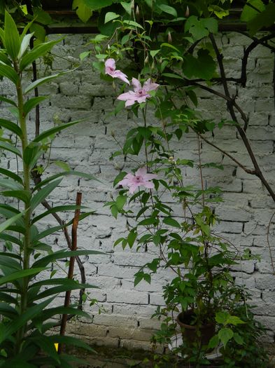 DSCN9119 - 2016 BRUGMANSII_CLEMATITE_HORTENSII