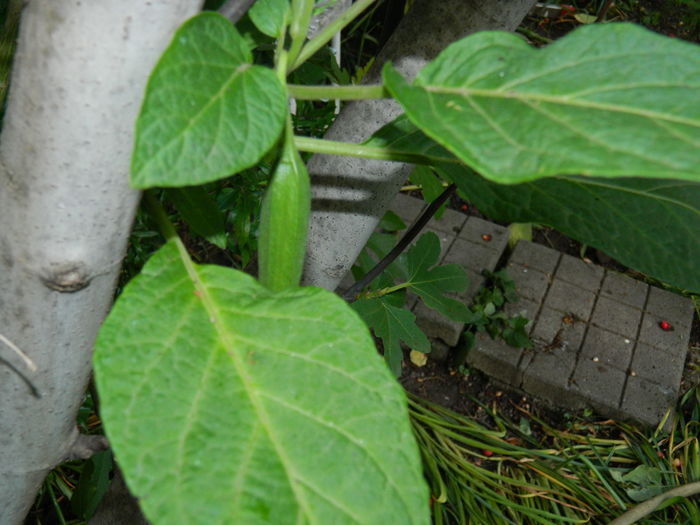 DSCN9205 - 2016 BRUGMANSII_CLEMATITE_HORTENSII