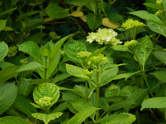 DSCN9235 - 2016 BRUGMANSII_CLEMATITE_HORTENSII