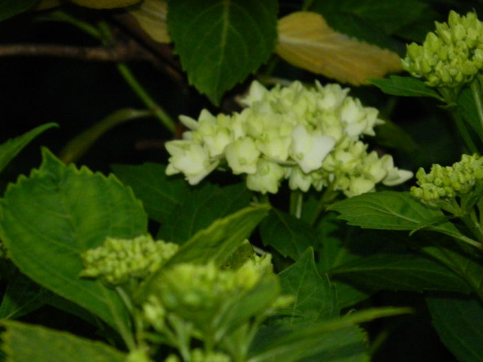 DSCN9236 - 2016 BRUGMANSII_CLEMATITE_HORTENSII