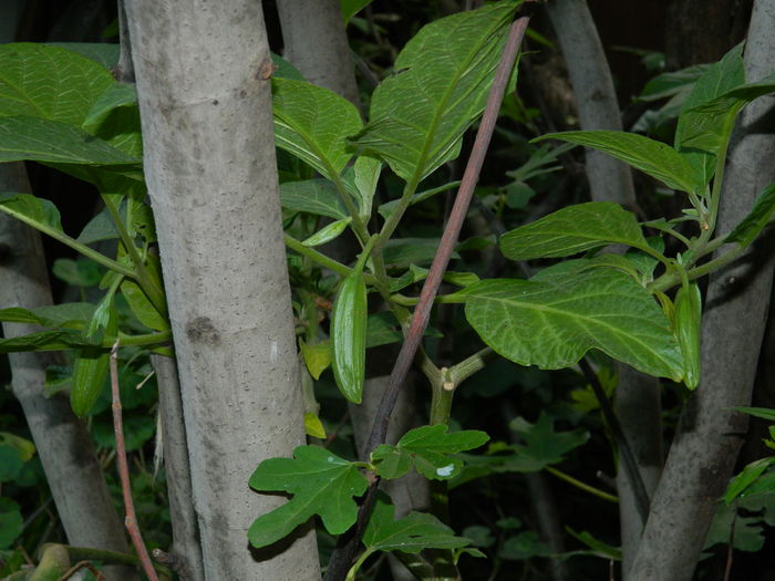 DSCN9243 - 2016 BRUGMANSII_CLEMATITE_HORTENSII