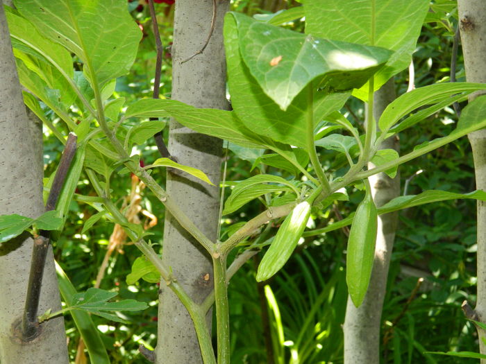 DSCN9612 - 2016 BRUGMANSII_CLEMATITE_HORTENSII