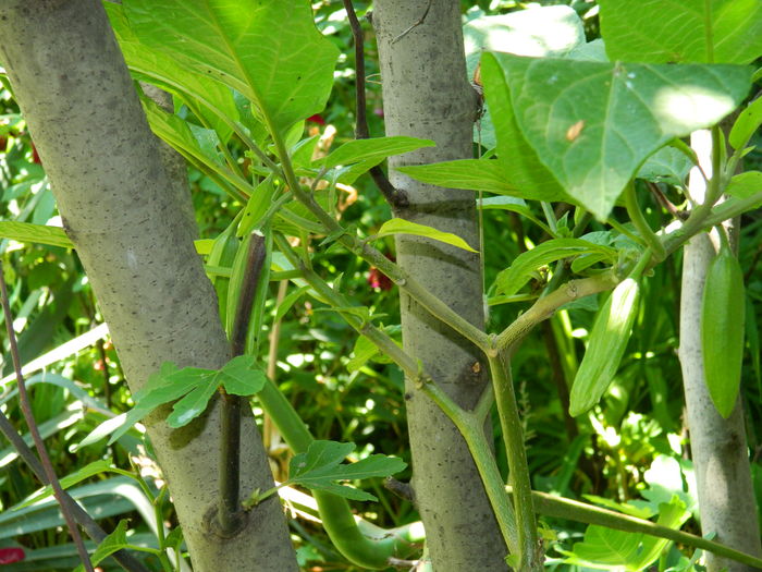 DSCN9613 - 2016 BRUGMANSII_CLEMATITE_HORTENSII