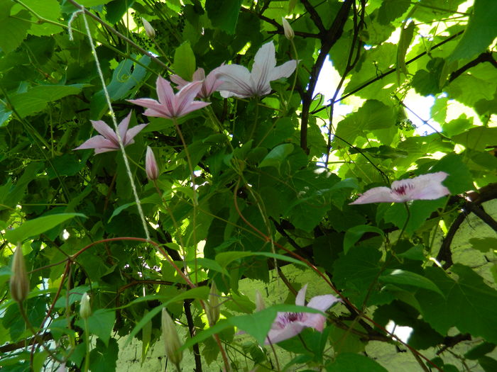 DSCN9663 - 2016 BRUGMANSII_CLEMATITE_HORTENSII