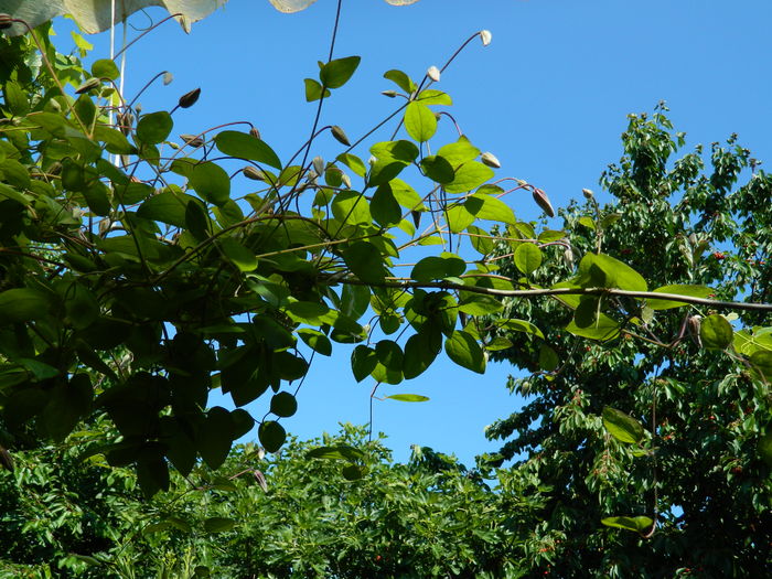 DSCN9667 - 2016 BRUGMANSII_CLEMATITE_HORTENSII