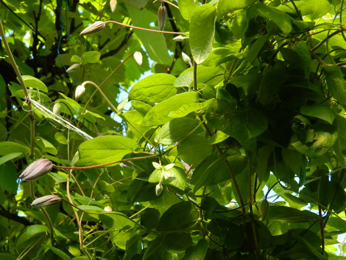 DSCN9668 - 2016 BRUGMANSII_CLEMATITE_HORTENSII