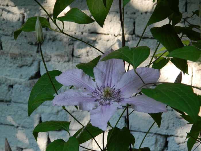 DSCN9673 - 2016 BRUGMANSII_CLEMATITE_HORTENSII