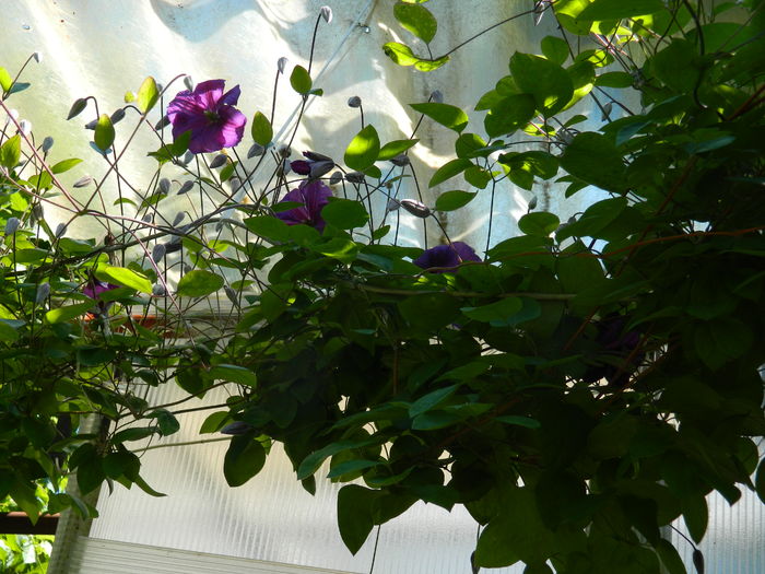 DSCN9750 - 2016 BRUGMANSII_CLEMATITE_HORTENSII