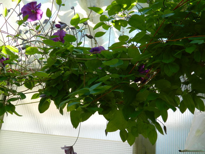 DSCN9751 - 2016 BRUGMANSII_CLEMATITE_HORTENSII