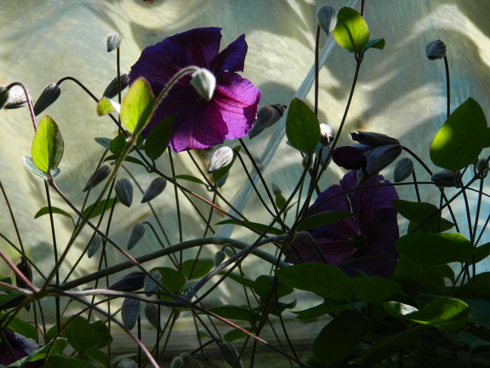 DSCN9752 - 2016 BRUGMANSII_CLEMATITE_HORTENSII