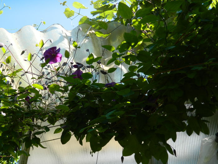 DSCN9753 - 2016 BRUGMANSII_CLEMATITE_HORTENSII