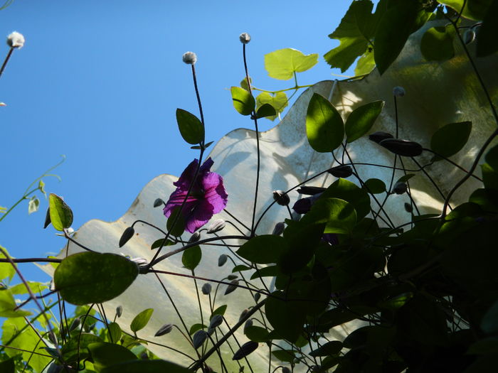 DSCN9754 - 2016 BRUGMANSII_CLEMATITE_HORTENSII