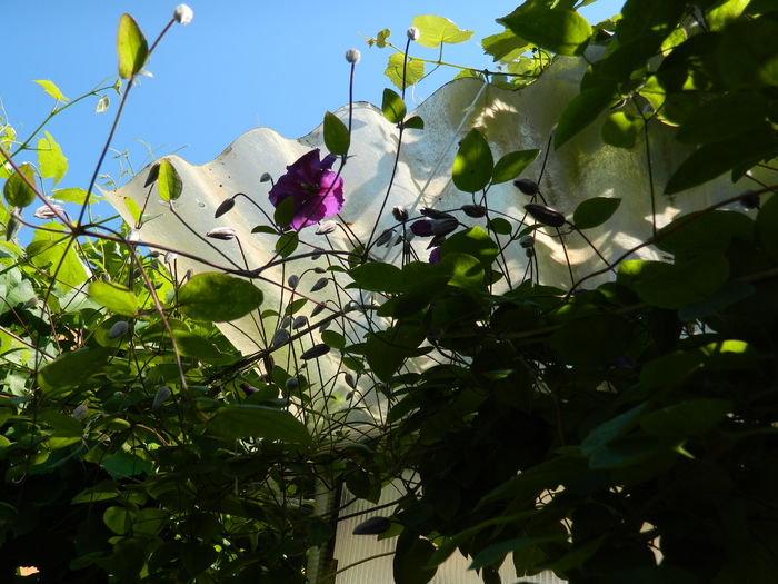 DSCN9755 - 2016 BRUGMANSII_CLEMATITE_HORTENSII