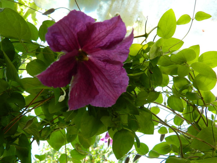 DSCN9757 - 2016 BRUGMANSII_CLEMATITE_HORTENSII