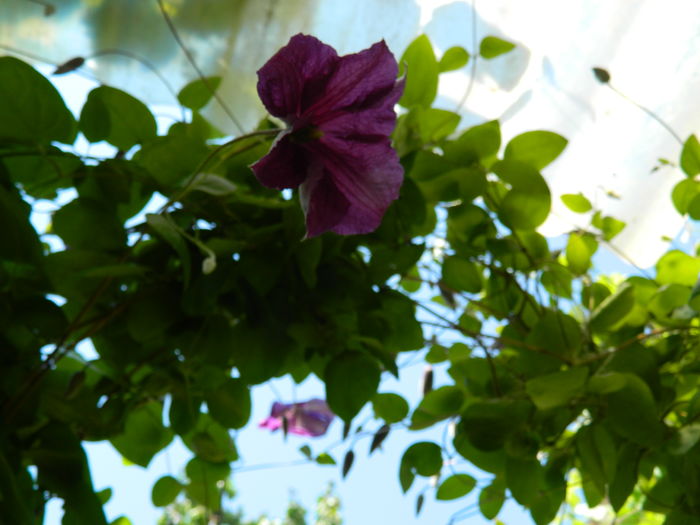 DSCN9758 - 2016 BRUGMANSII_CLEMATITE_HORTENSII