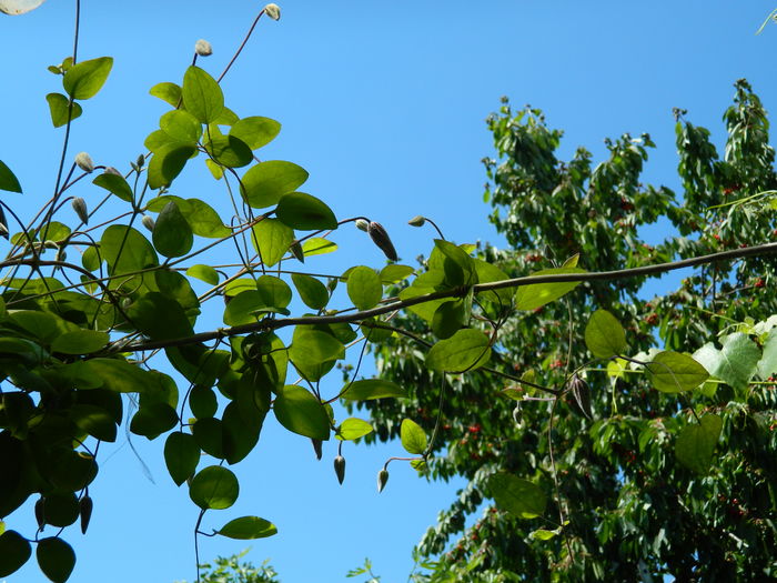 DSCN9760 - 2016 BRUGMANSII_CLEMATITE_HORTENSII