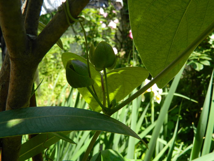 DSCN9779 passiflora - 2016 BRUGMANSII_CLEMATITE_HORTENSII